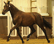 Siena : Sergio Rossi x Dimension x Rivellino 2009 Black filly